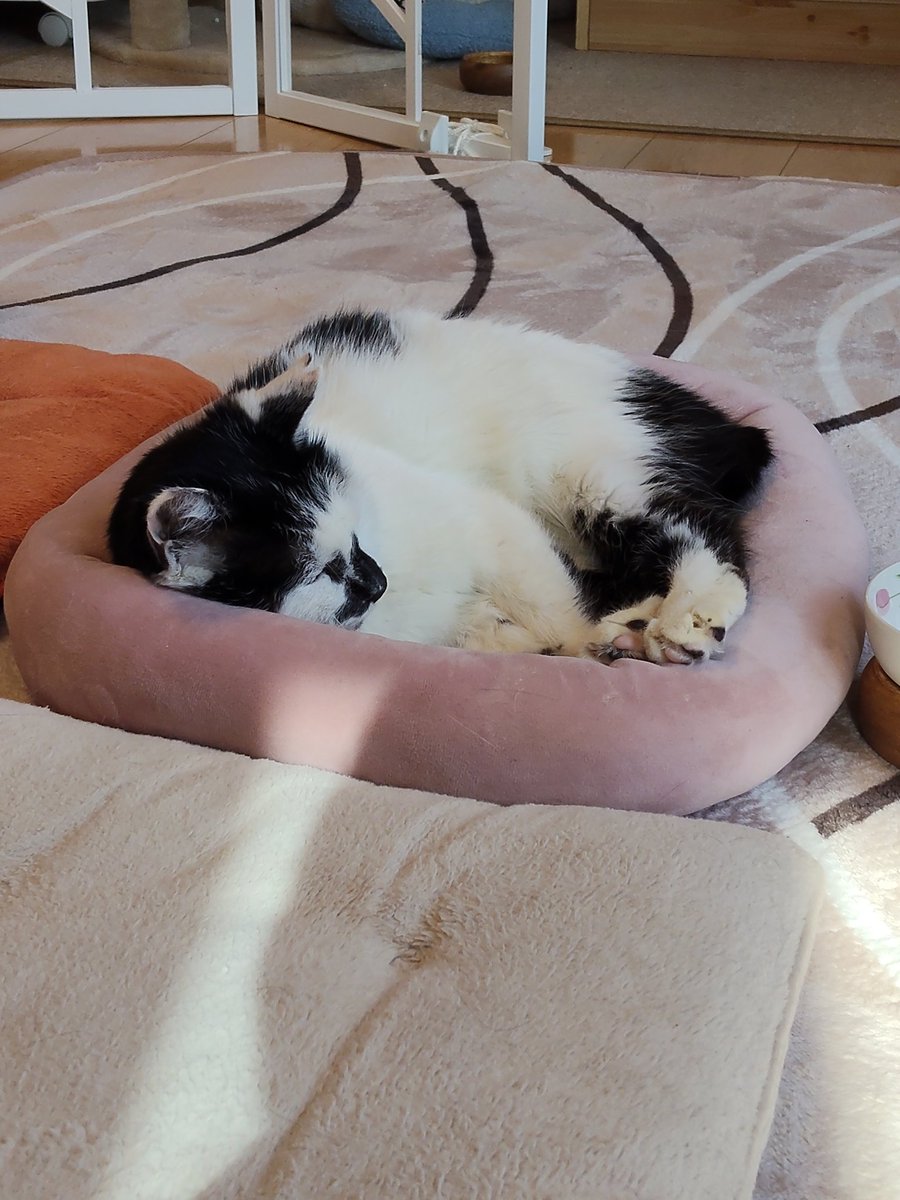 Chobi&Moko （略称　チョビ） tweet media