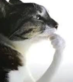 bus_mixta ✦ comisiones abiertas tweet media