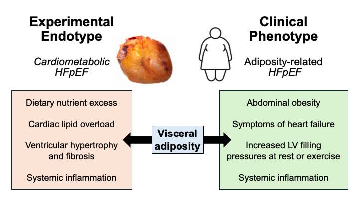 Circ: Heart Failure tweet media