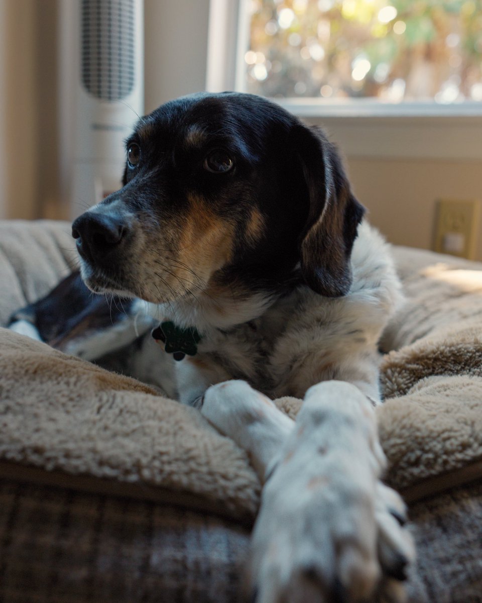 J. Earon / HeIsCarbon 🔜 DreamHack ATL 26’ tweet media