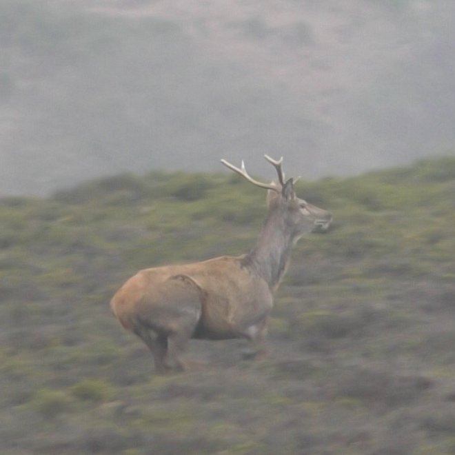 North Dorset Hunt Saboteurs tweet media
