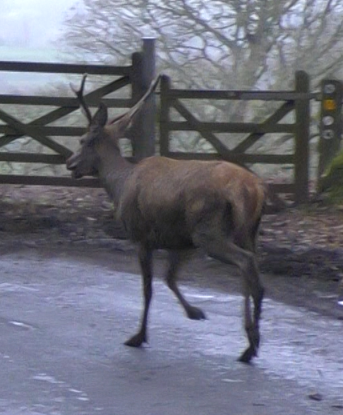 North Dorset Hunt Saboteurs tweet media