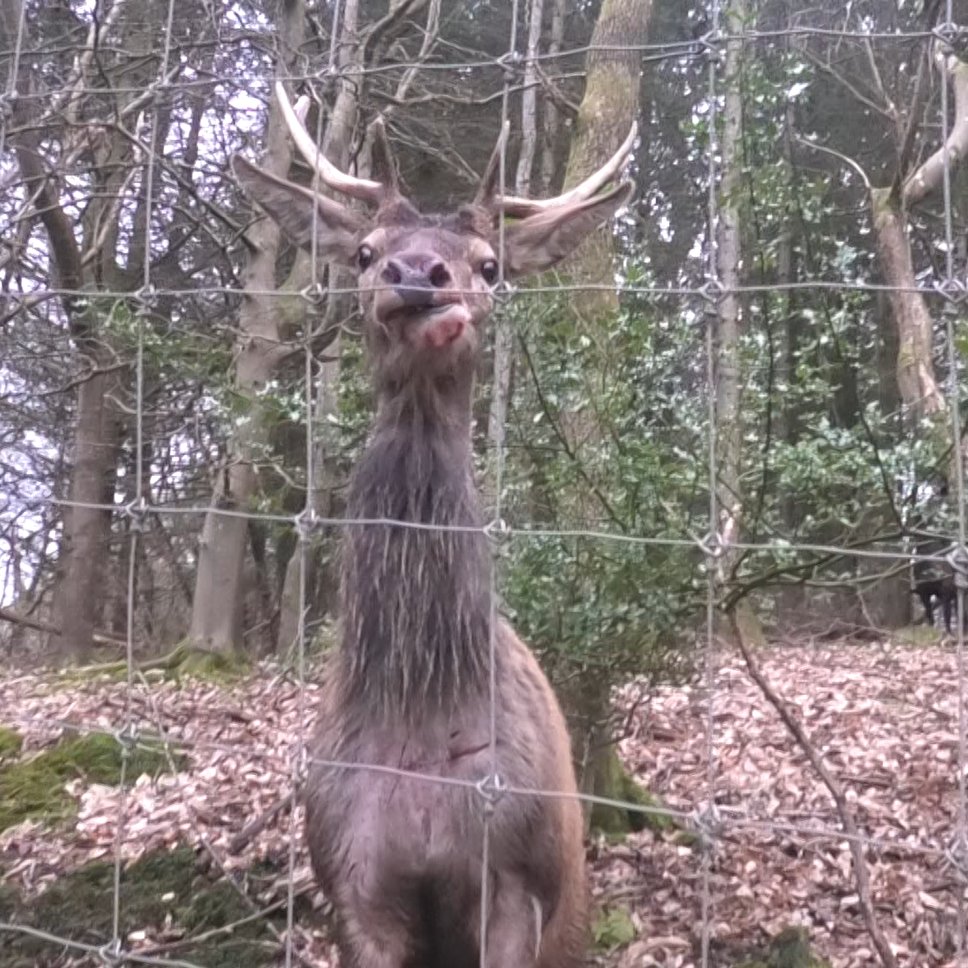 North Dorset Hunt Saboteurs tweet media