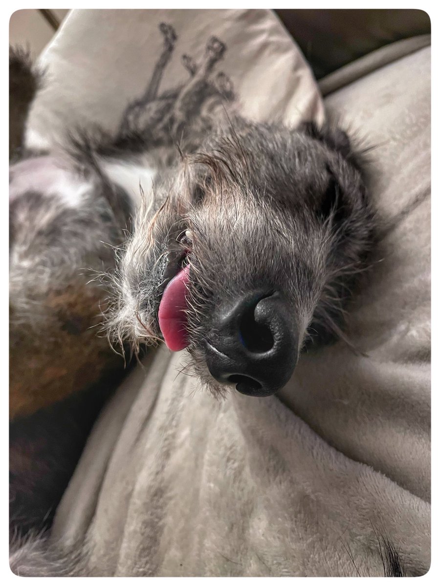 Flying Pig 🚁 tweet media