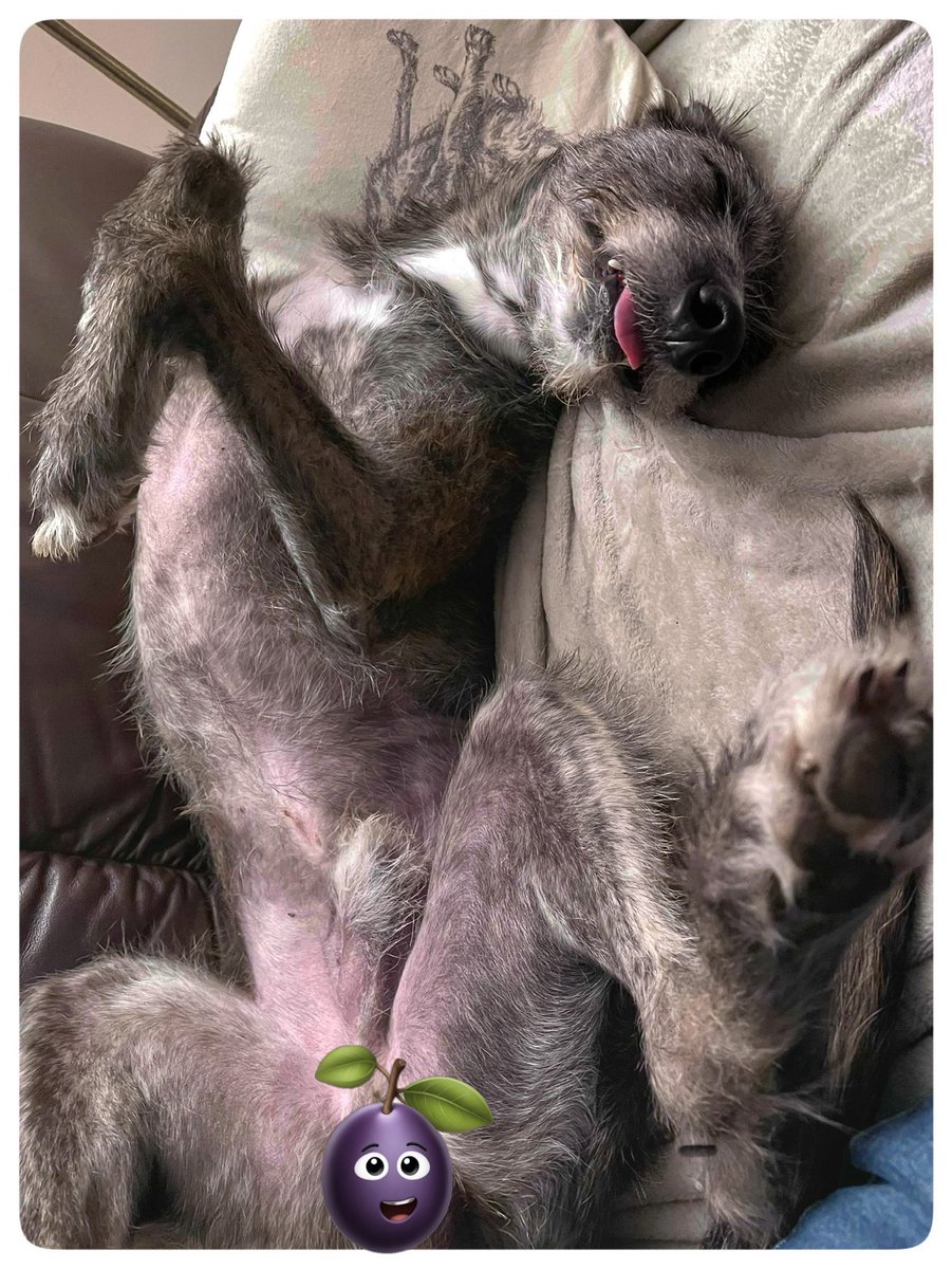 Flying Pig 🚁 tweet media