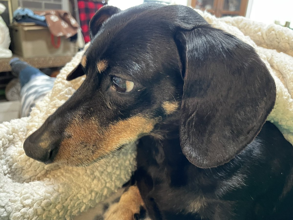 Karls (legally baby) tweet media