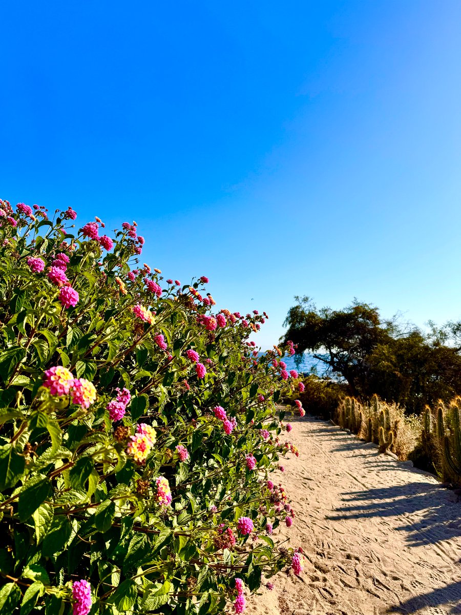 Belen Sapag M. tweet media