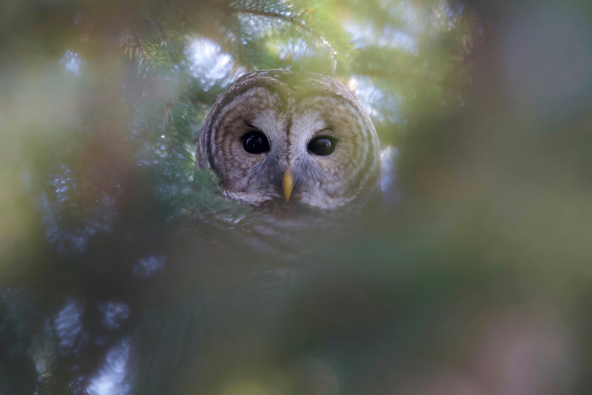 Royal Ontario Museum tweet media
