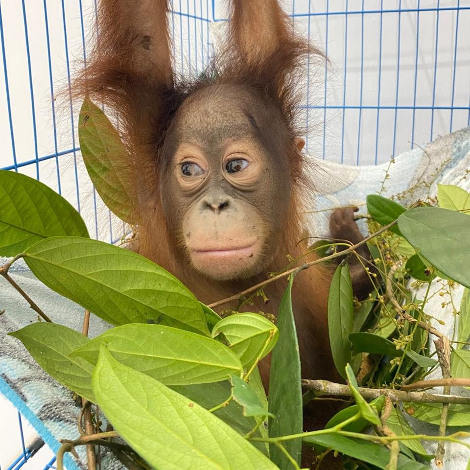 Orangutan Outreach 🦧❤️🌳 tweet media