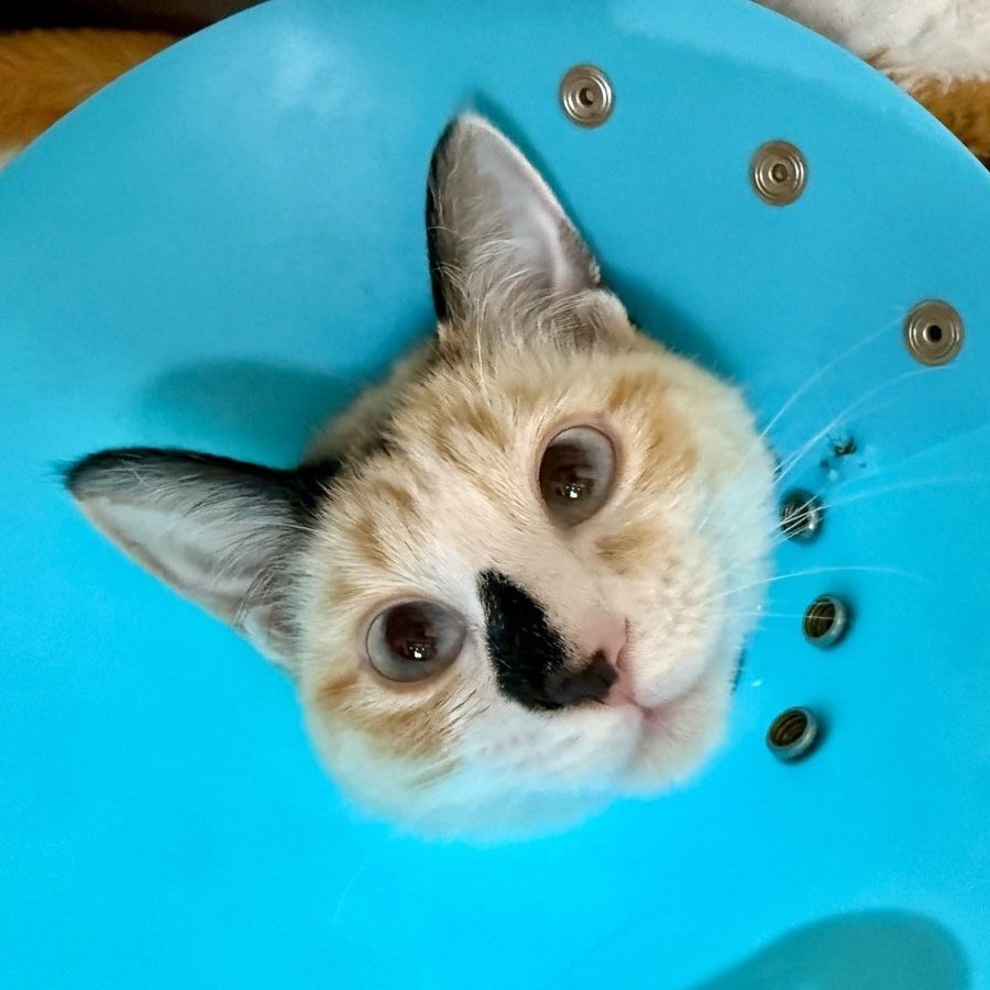 🐱あ🐱 tweet media