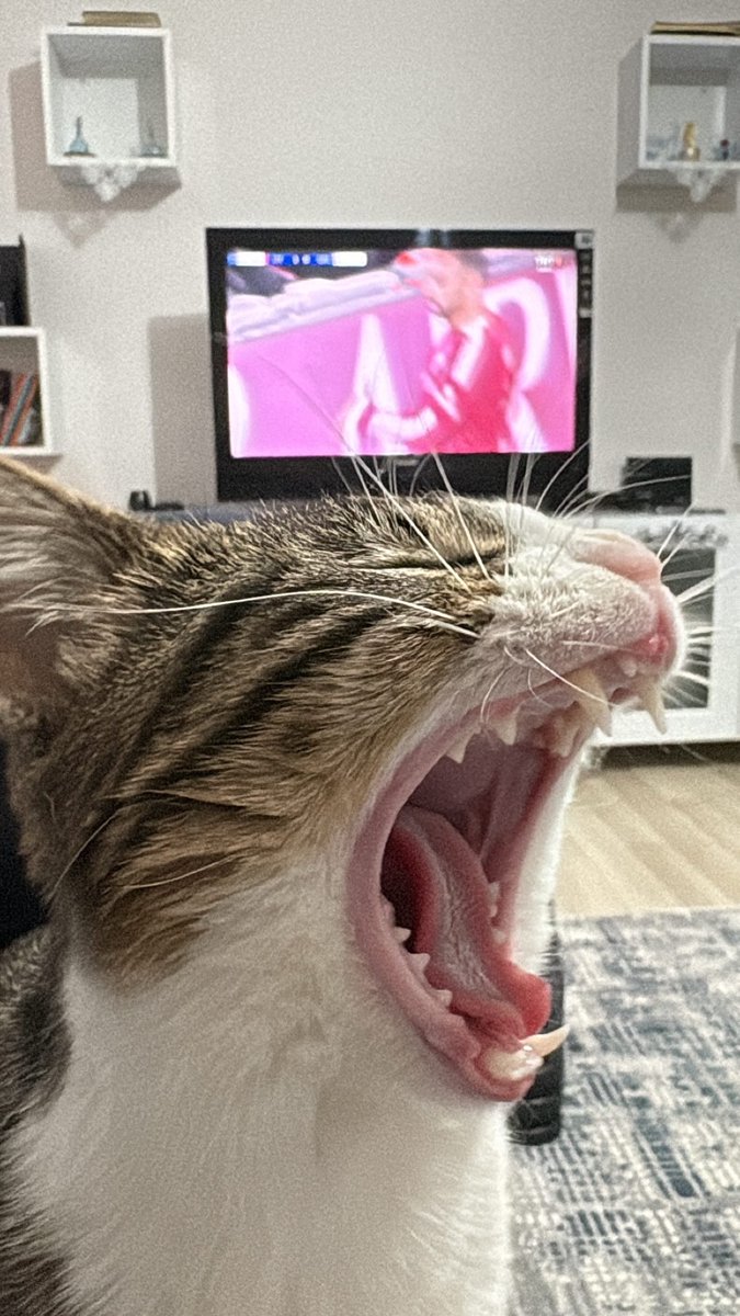 Schopenhauer 👁 tweet media