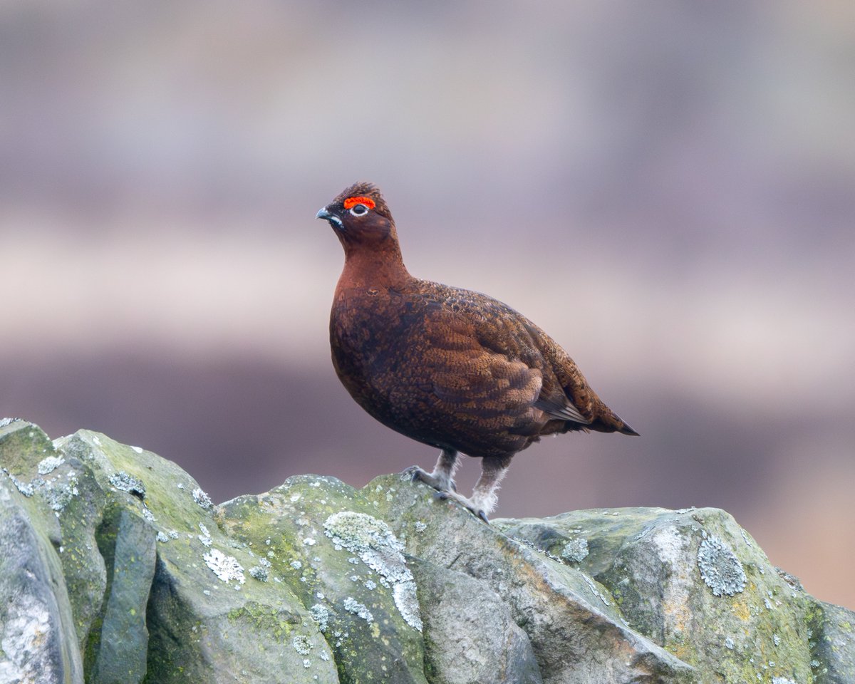 Tom Hines tweet media