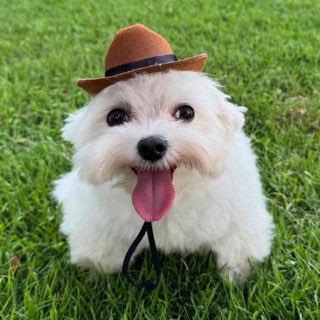 Catastrofista tweet media