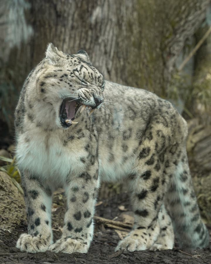 🐾Shiro🐾Snep🐾 tweet media