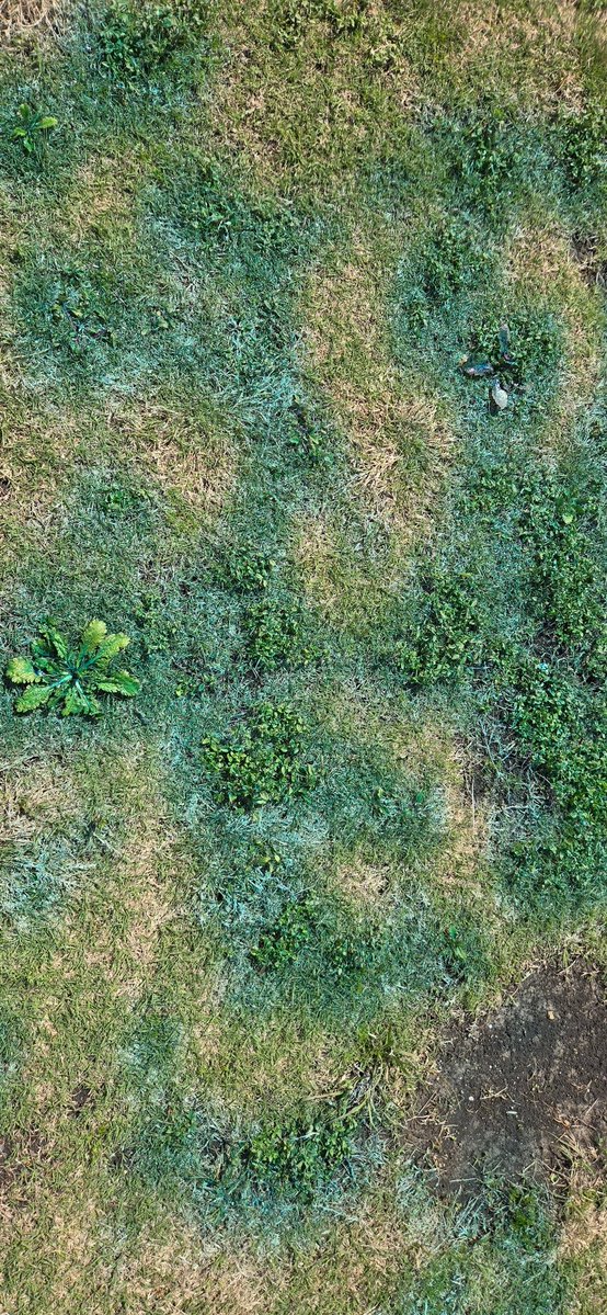 P. Agustin Boeri, Ph. D. tweet media