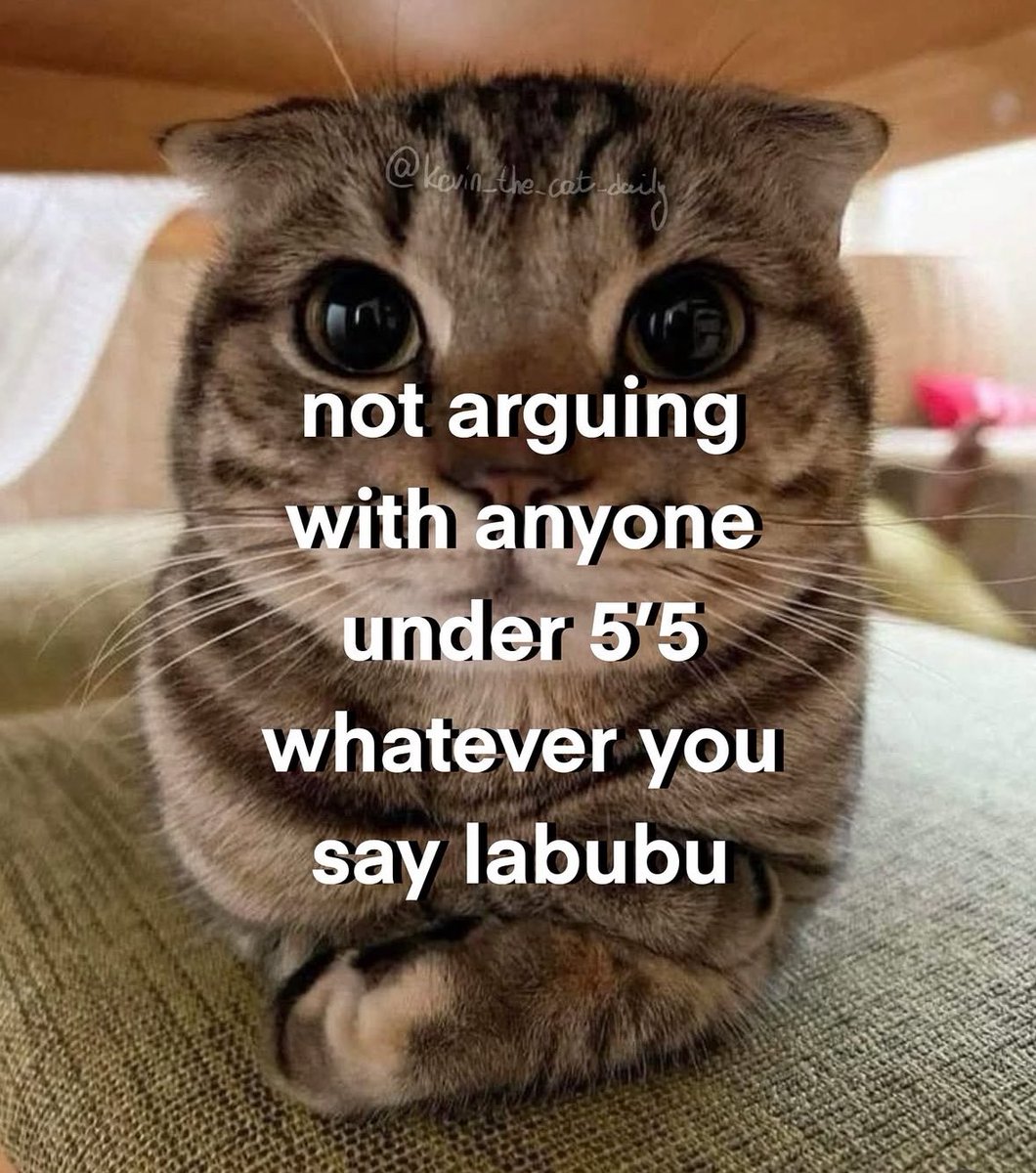 No Context Cats tweet media