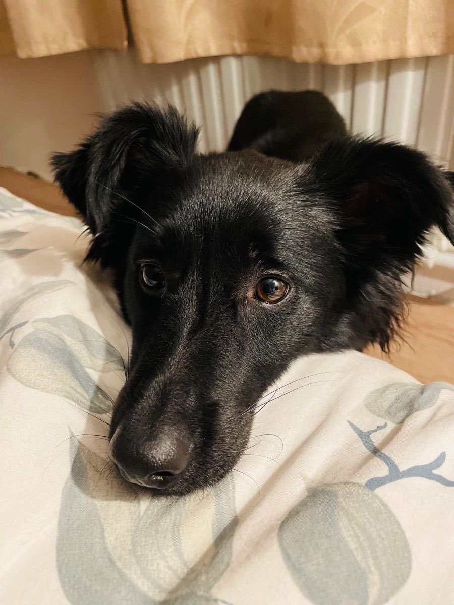 гвоздика tweet media