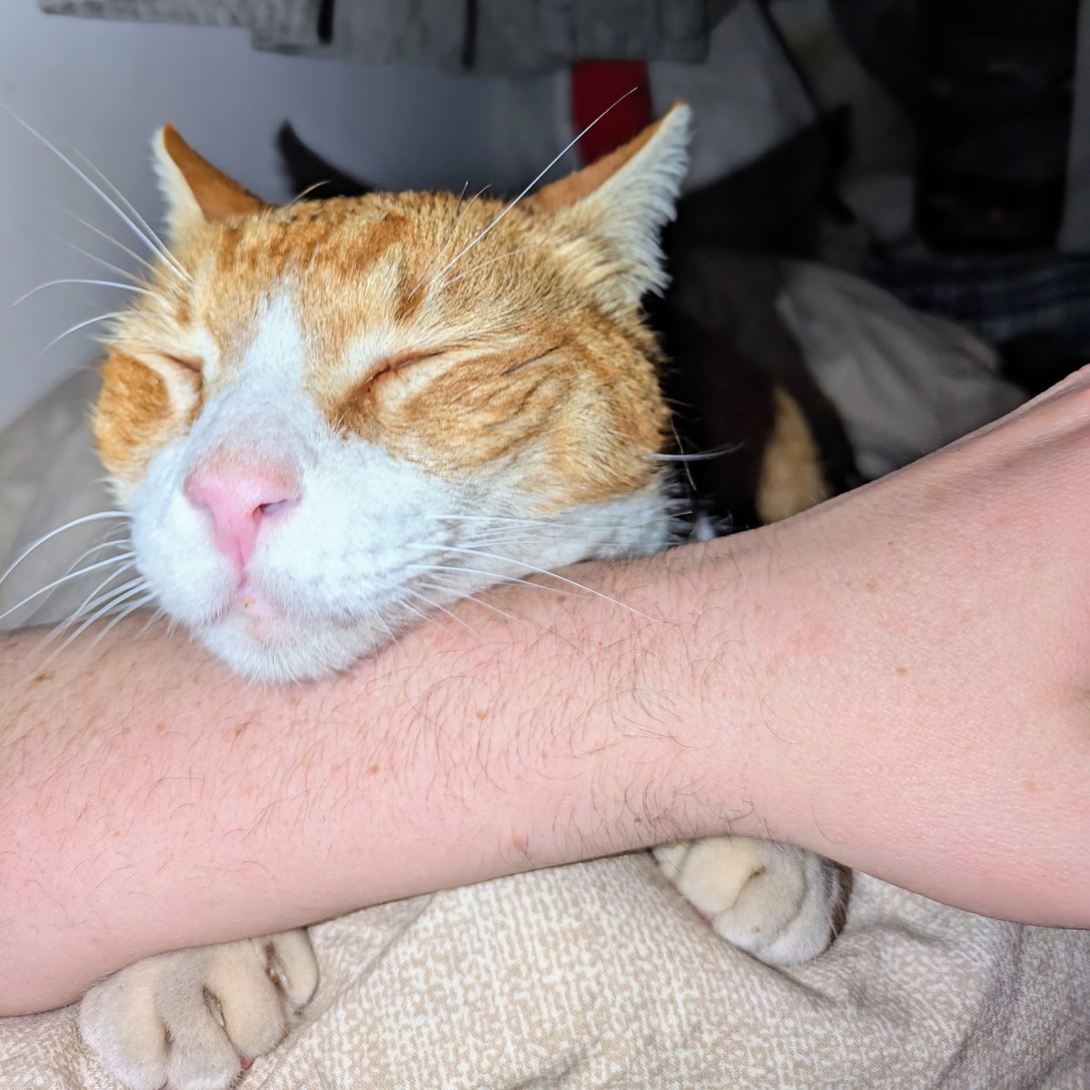 Uri Kurlianchik tweet media