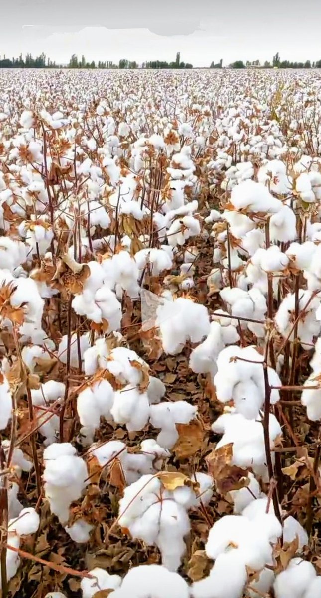 Sweet Adventures tweet media