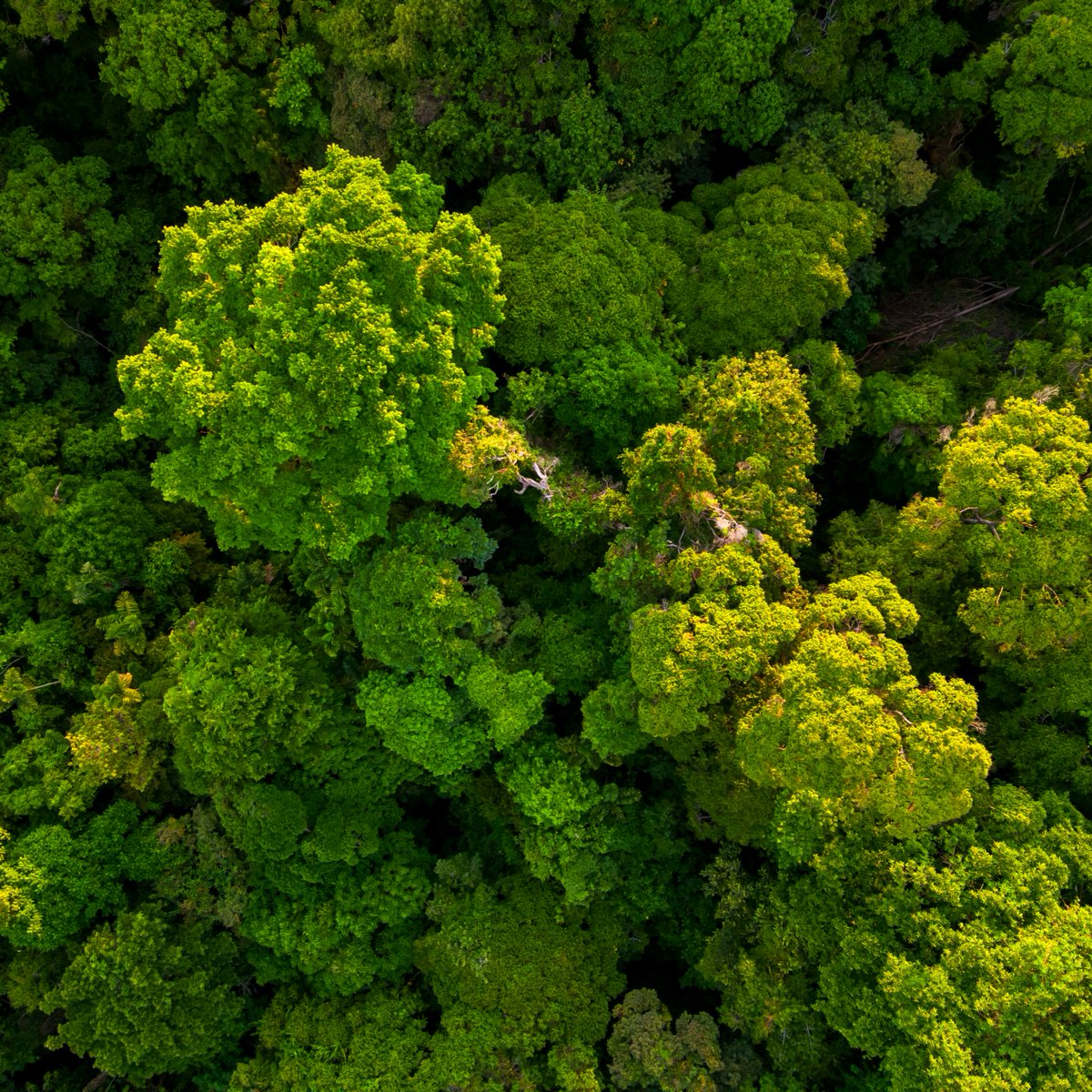 Curiosity tweet media