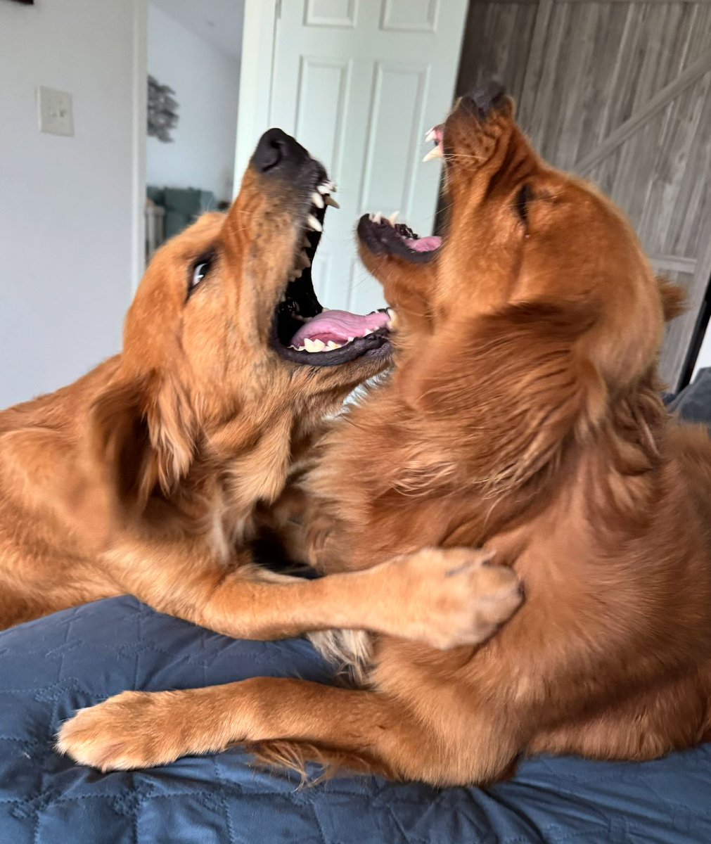 The Golden Ratio tweet media