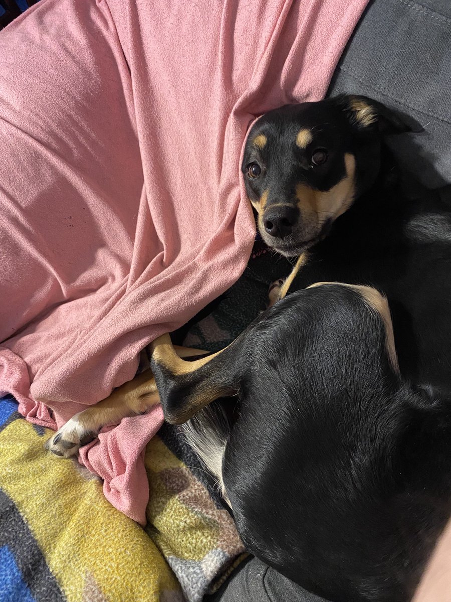 Gotta_Custom_Em_All tweet media