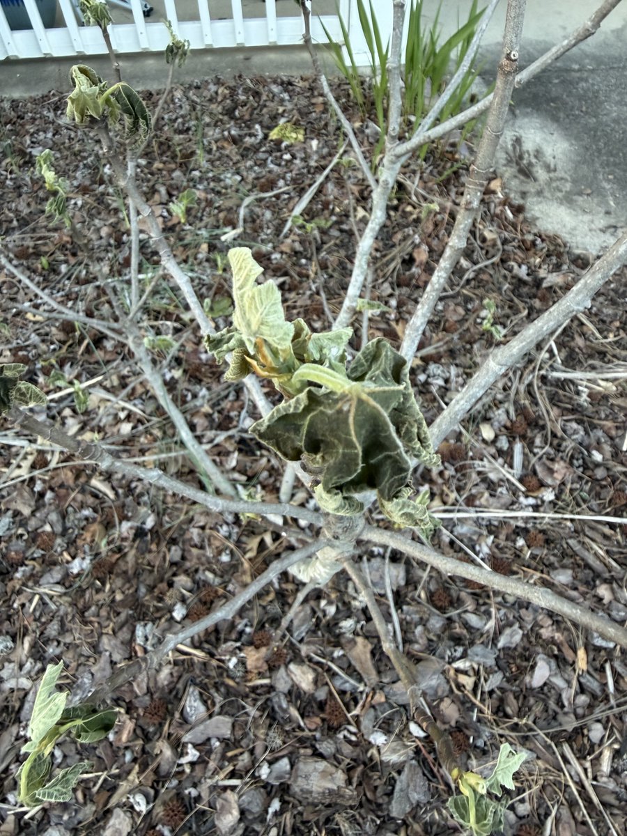 Hot Sauce Sensei tweet media