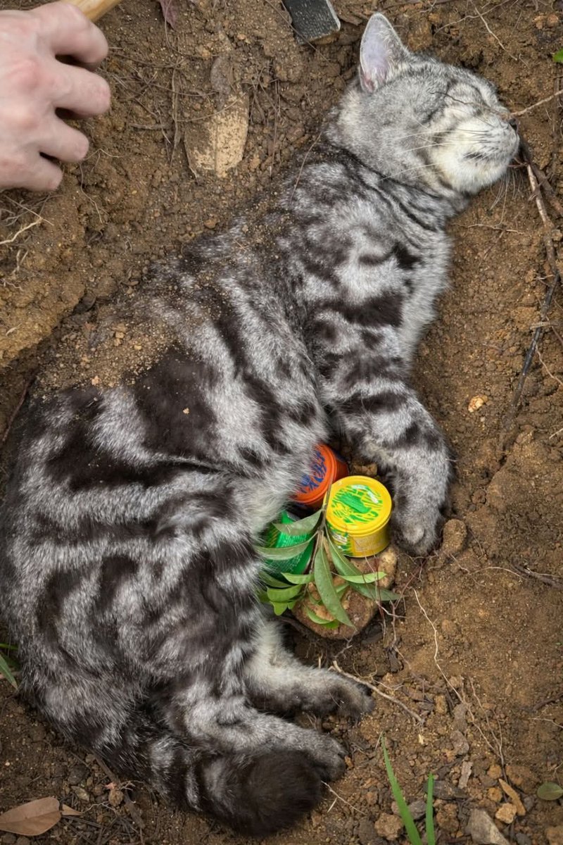 Avabelly__'s tweet photo. This picture broke my heart today…
A few hours ago, this innocent soul was still part of this world. Now it lies quietly under the soil. No voice, no anger, no complaints… just silence.
Animals never ask for much.
They don’t want money, big houses, or fame.
All they ever need is a little food, a little safety, and a little love.
But sometimes even that becomes too much for this world to give them.
Today someone stopped, cared, and gave this little life a respectful goodbye. 🐾
If you believe every innocent life matters, don’t scroll without leaving a ❤️ for this soul.
Your one heart could be its final prayer. 🕊️🐾💔