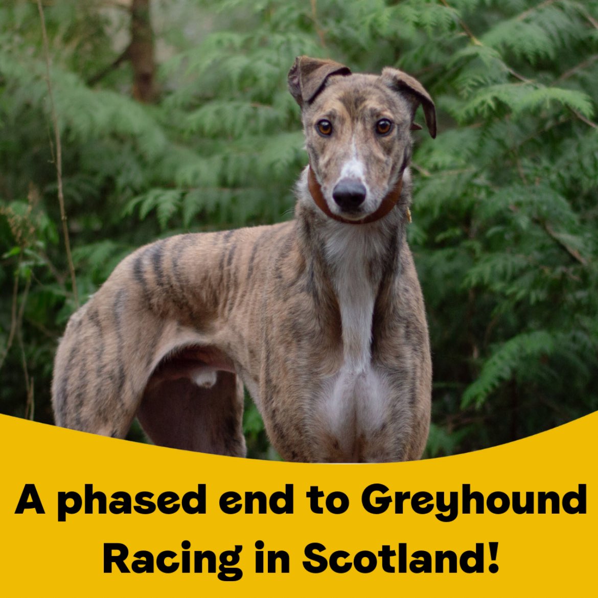 Dogs Trust Public Affairs tweet media