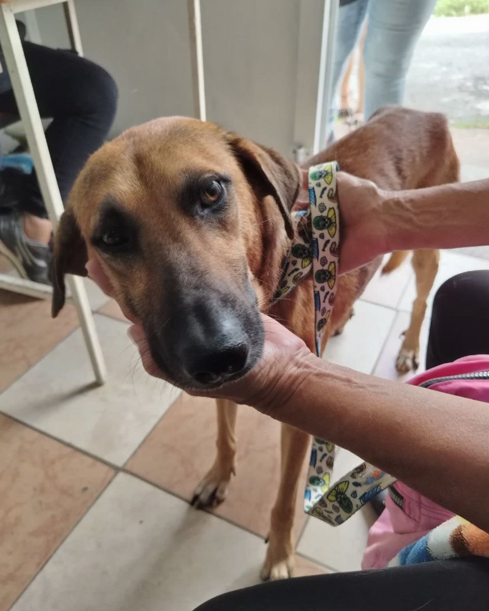 SPCA International tweet media