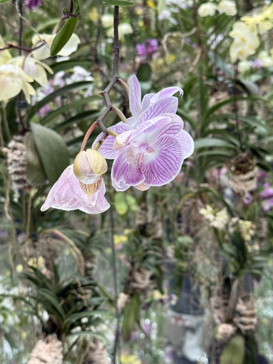 Gely Mator tweet media