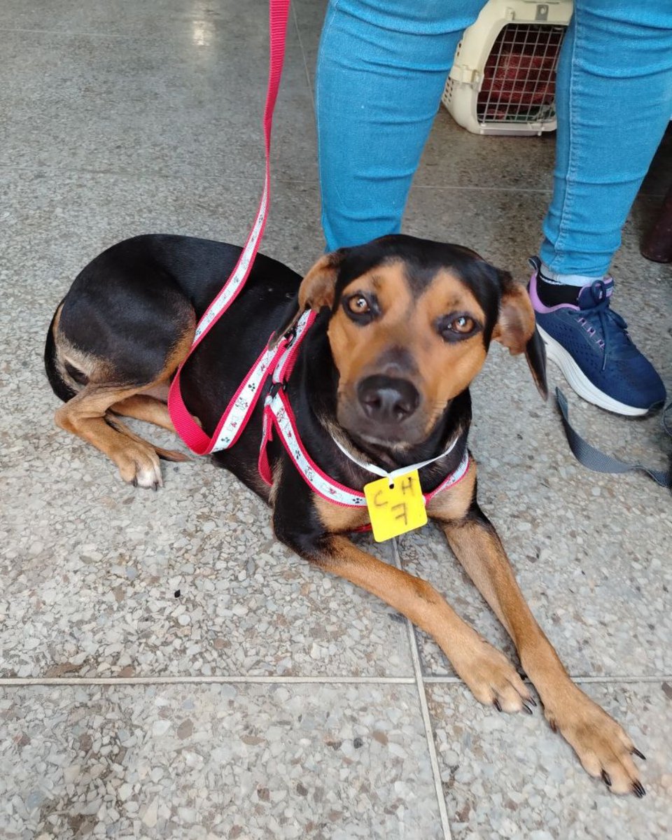 SPCA International tweet media