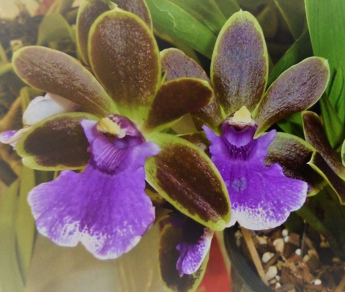 OrchidsWorldCom tweet media