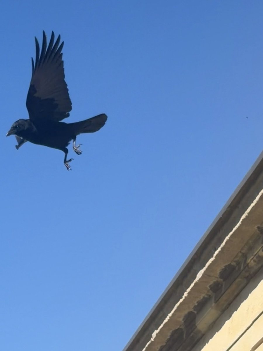 BromptonBunch's tweet image. Chocks away! #Crows