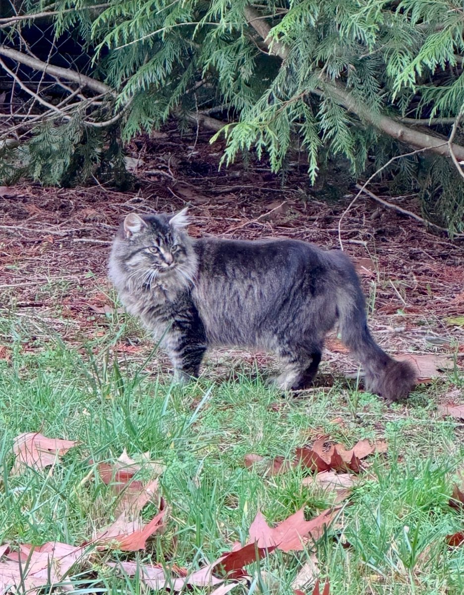 Frank Frankstopherson tweet media