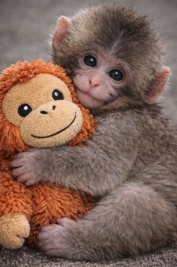 Tweets of Dogs tweet media