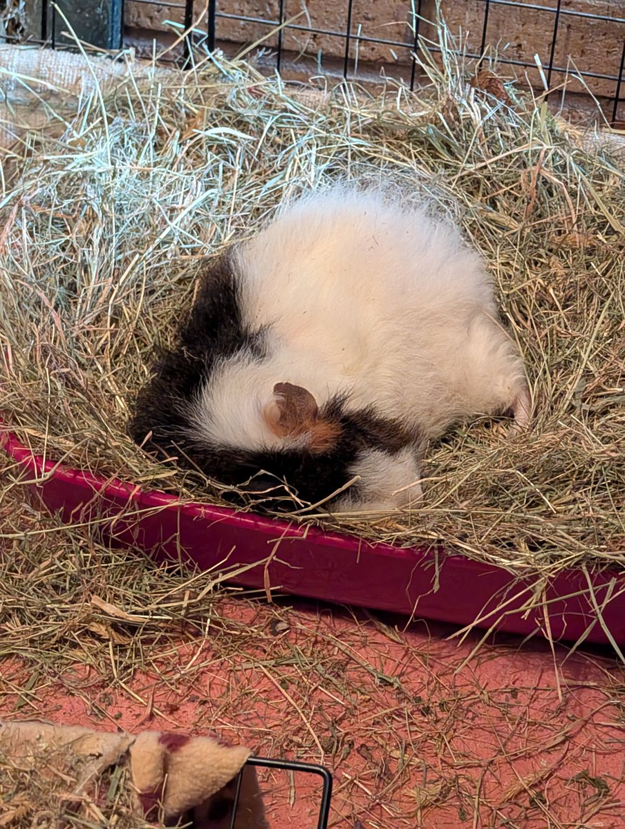 What Fleur Knows🤍💙🏴󠁧󠁢󠁥󠁮󠁧󠁿 tweet media