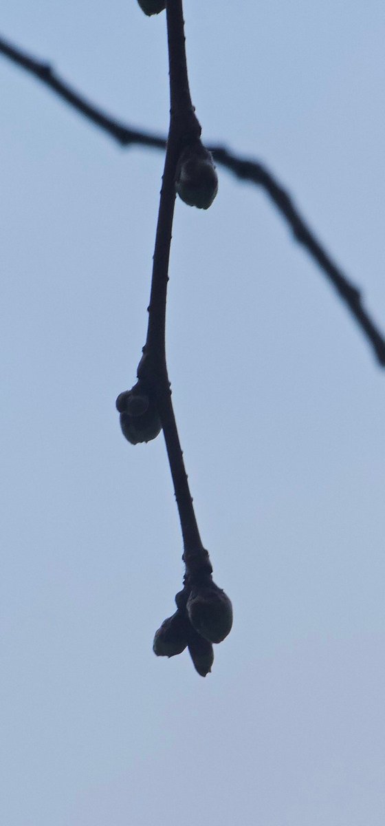 heta sniglar i ditt område tweet media