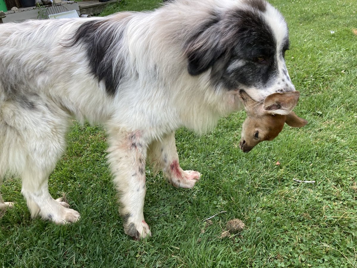 Sheep Tai Chi tweet media