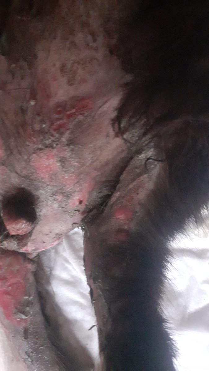 Nei Nei 🐱 De la colonia tweet media