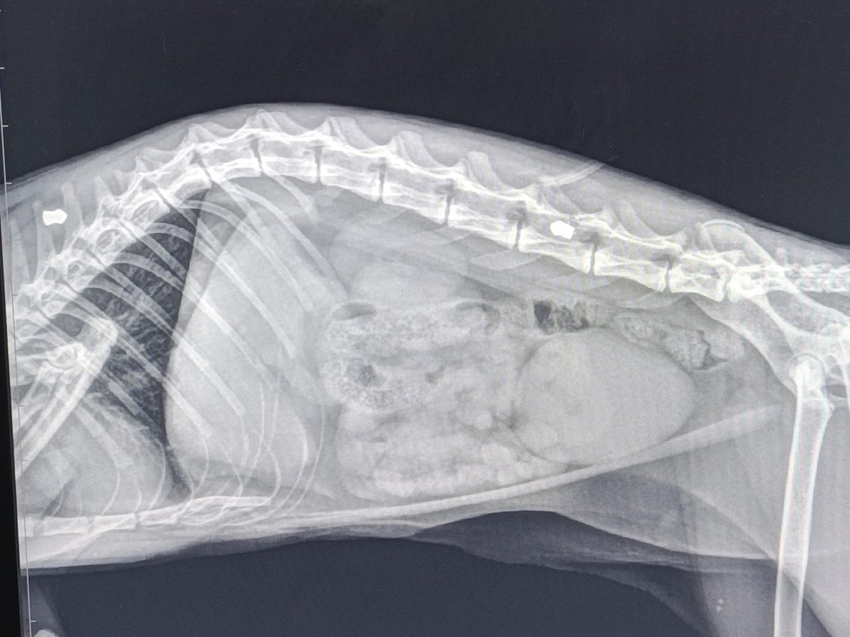 Nei Nei 🐱 De la colonia tweet media