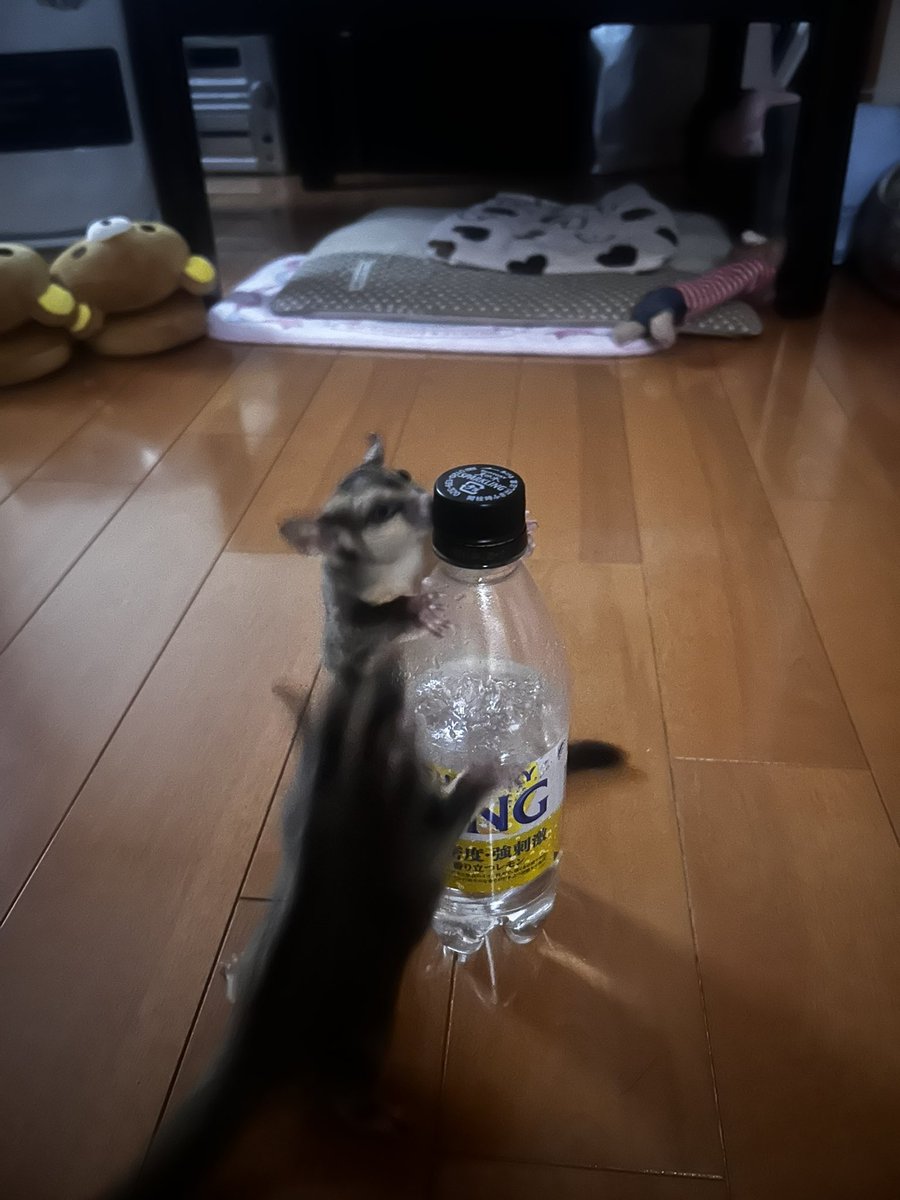 フクモモさんとの暮らし tweet media