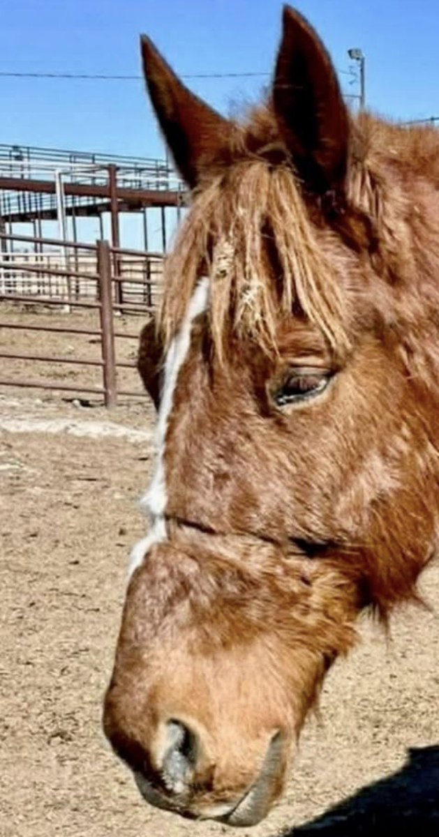 Standardbred Retirement Foundation tweet media