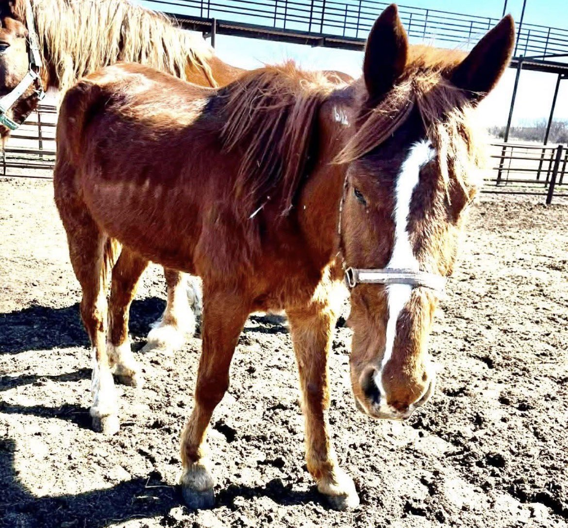 Standardbred Retirement Foundation tweet media