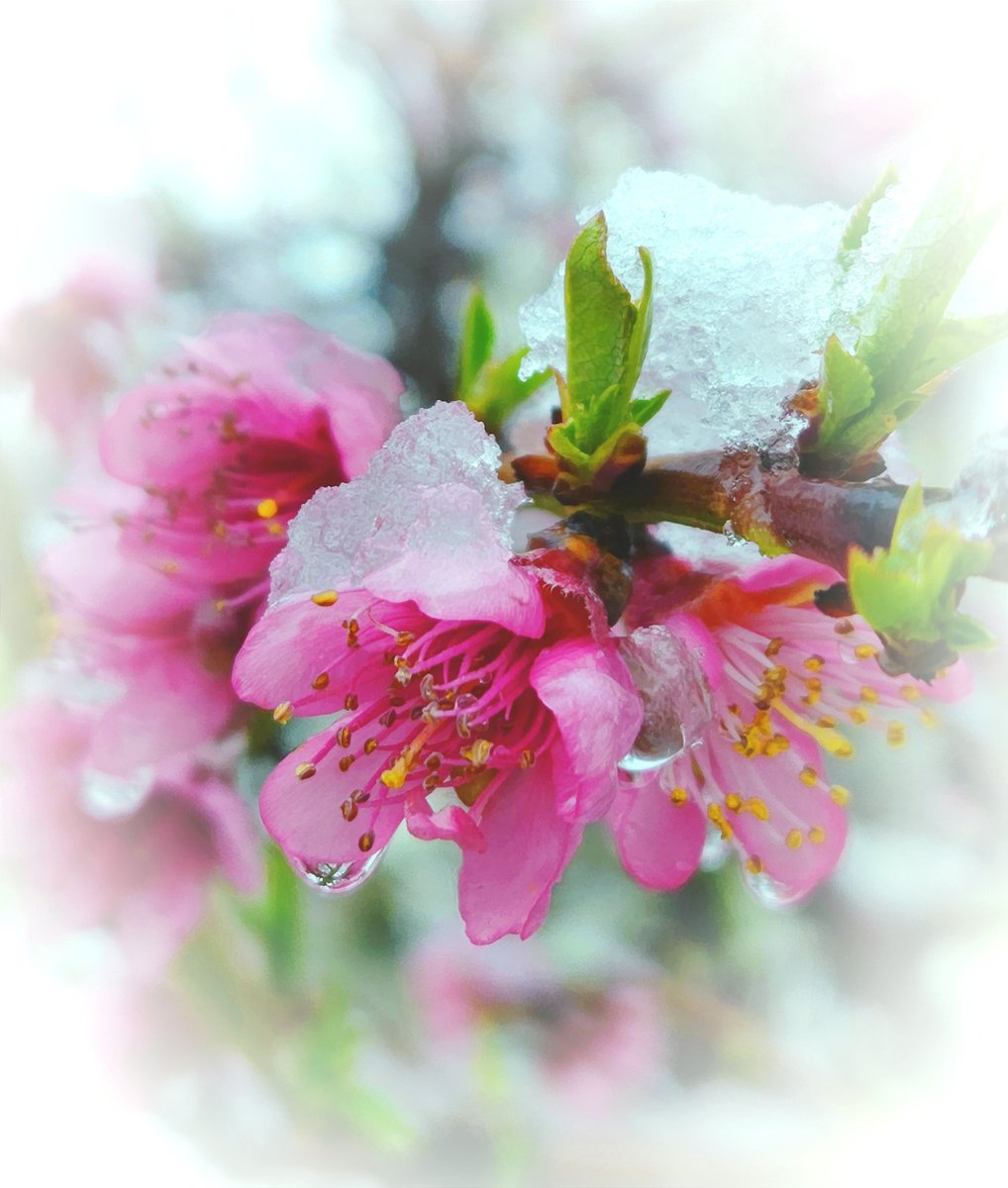 Raha📸🗽🇮🇷 tweet media