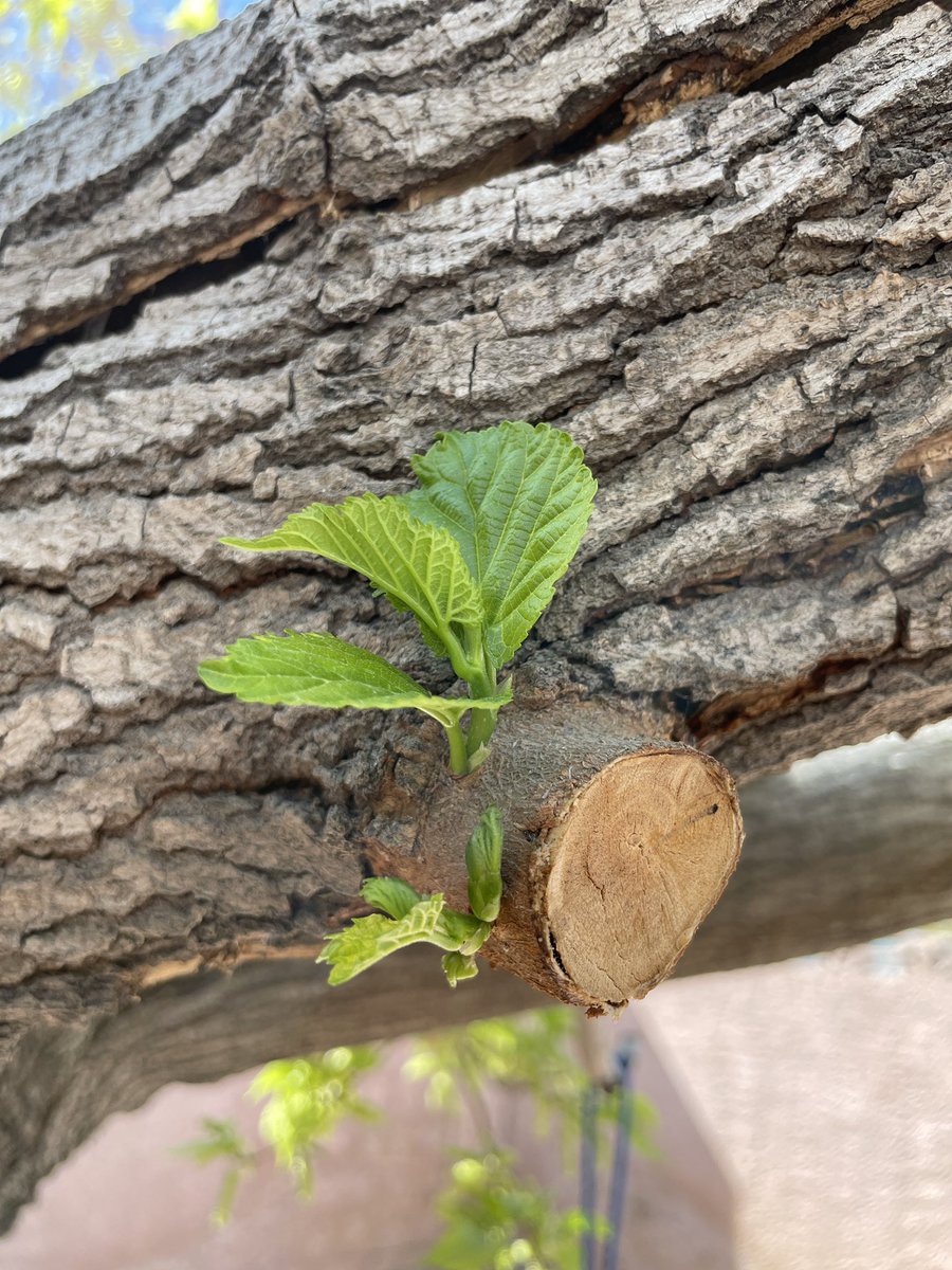 Roxanne Modafferi tweet media