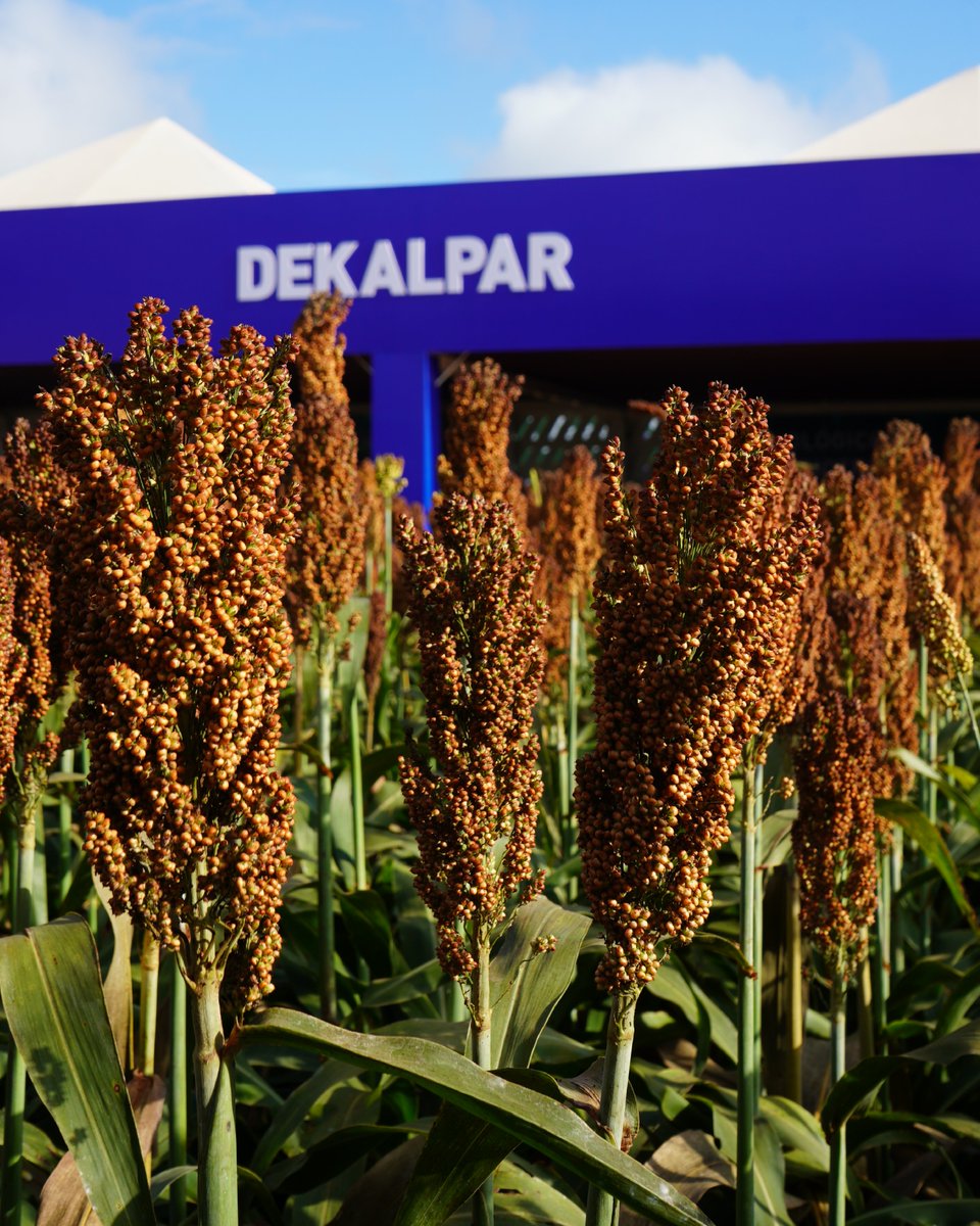 dekalpar's tweet photo. ¡Segundo día de INNOVAR 2026! 🌱
En Dekalpar, seguimos recibiendo a productores que buscan potenciar su campo con innovación y tecnología. 🚜🌽

📍 Visitá nuestro stand y descubrí soluciones avanzadas para una agricultura más productiva. ¡Te esperamos! 🍃

#Innovar2026 #Dekalpar https://t.co/wNoGi6WqqI