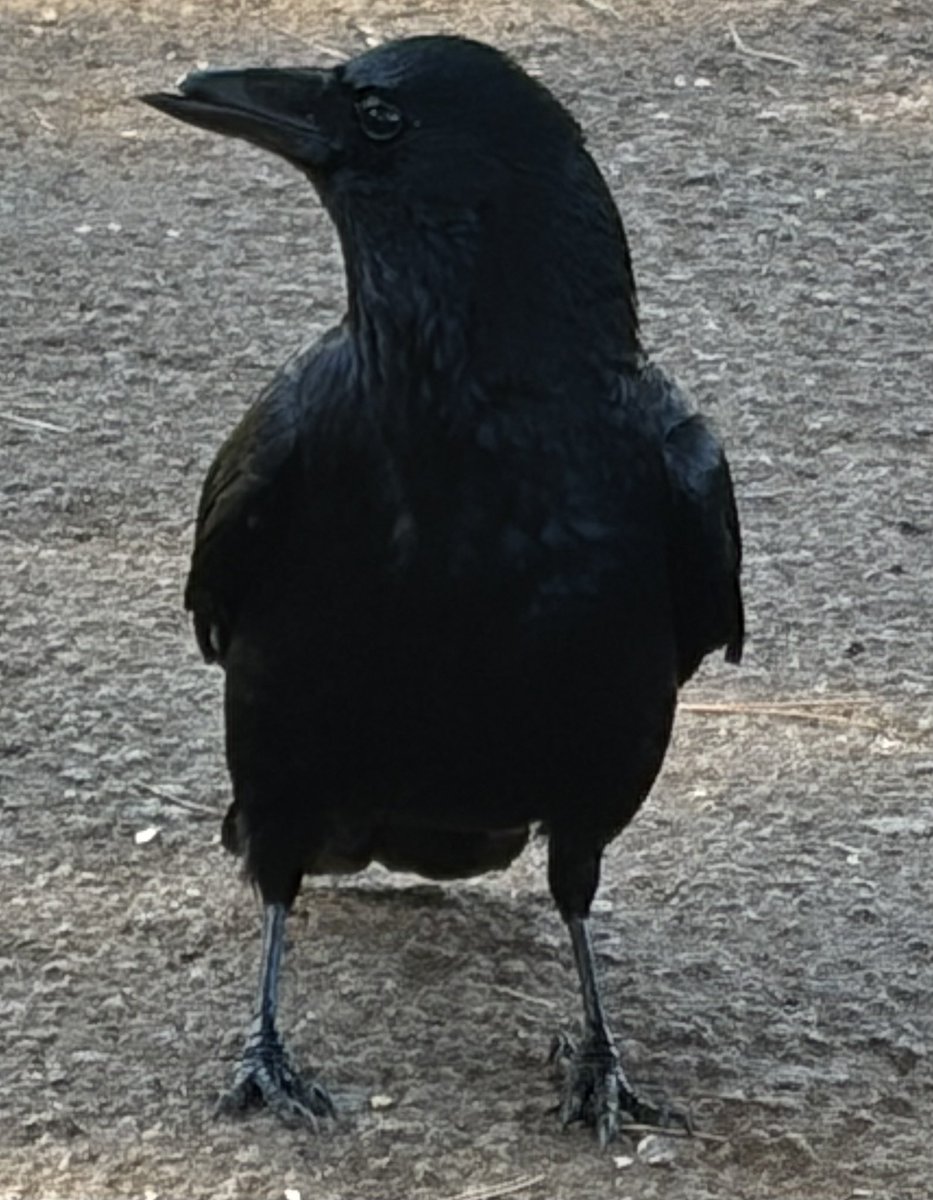 BromptonBunch's tweet image. I was allowed an audience with Sir Beaky. He definitely poses. H knows he gets attention &amp;amp; snacks when he does this &amp;amp; has learned to milk it. He’s very smart.  #Crows