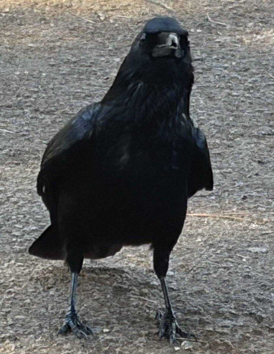 BromptonBunch's tweet image. I was allowed an audience with Sir Beaky. He definitely poses. H knows he gets attention &amp;amp; snacks when he does this &amp;amp; has learned to milk it. He’s very smart.  #Crows