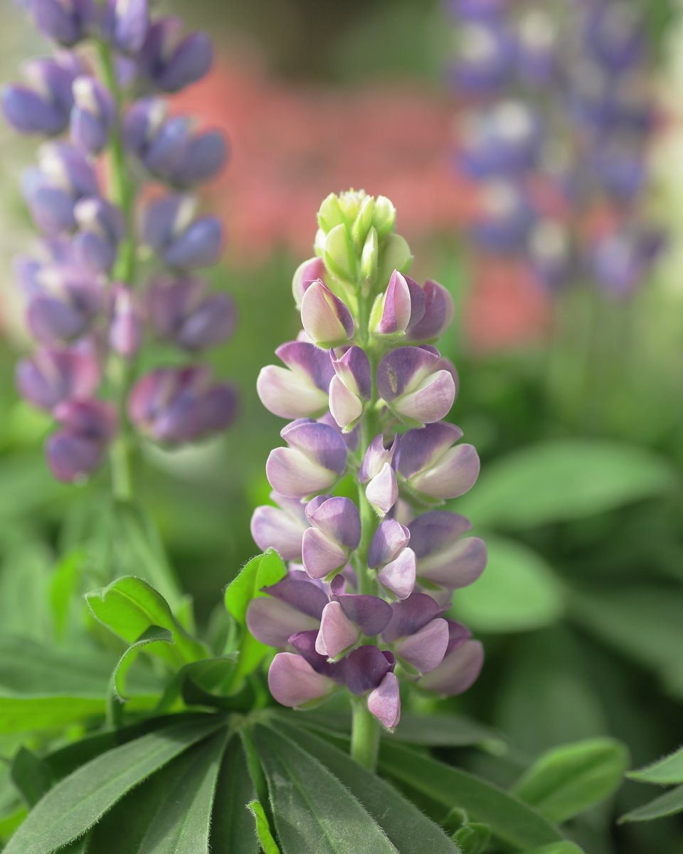 ロックランドナ | 花と神社と風景写真📸 tweet media